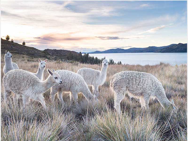 Peruvian Alpacas from the andes of Peru